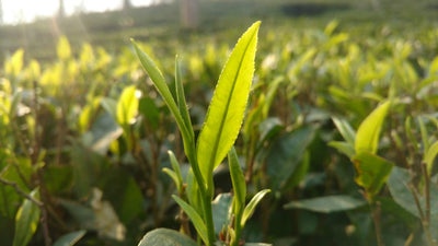 Up close shot of tea garden focused on the two leaves and a bud of a green tea plant in the sun.