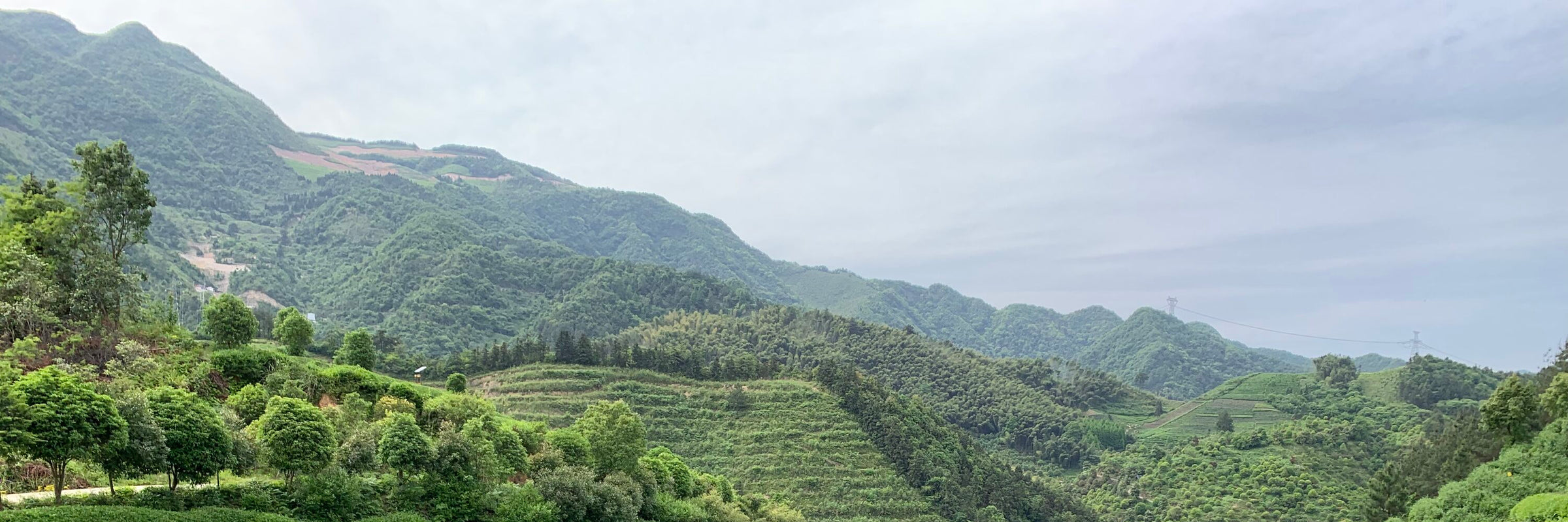 Tea fields in Shizouka Prefecture