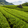 Rows of green leaves in tea fields.