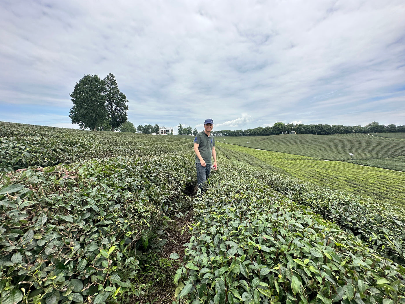 Tea estate owner standing in a field of tea in China's Zhejiang province.