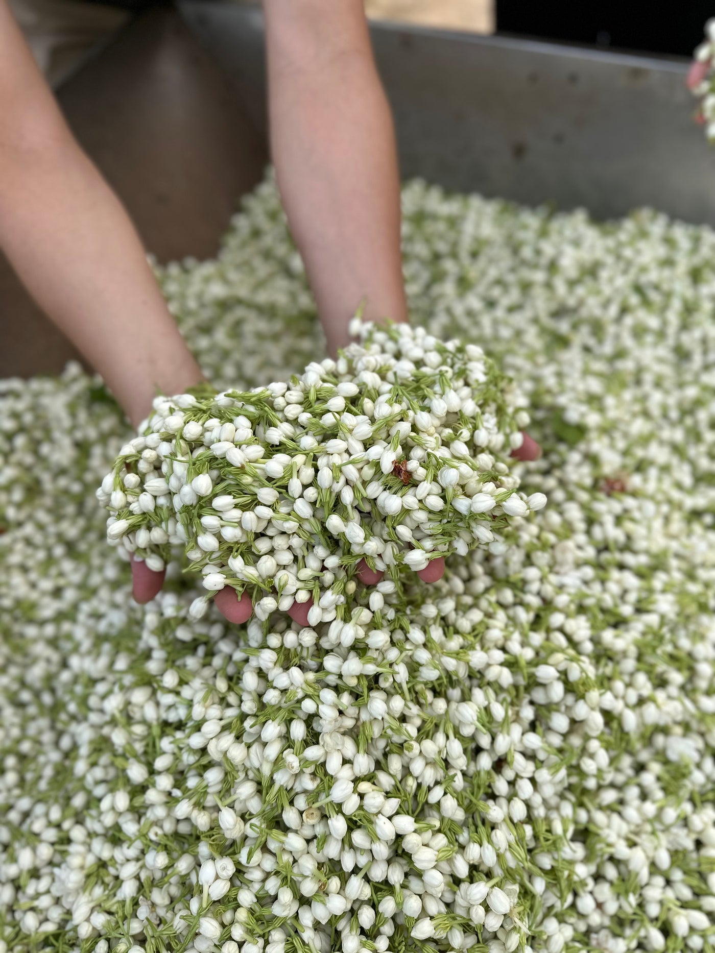 Hands reaching into a large basket of just-picked jasmine blossoms.