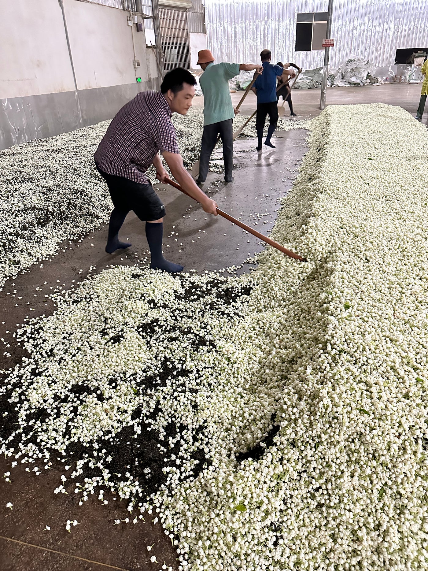 Tea worker raking green tea and jasmine blossoms to combine for the scenting process.