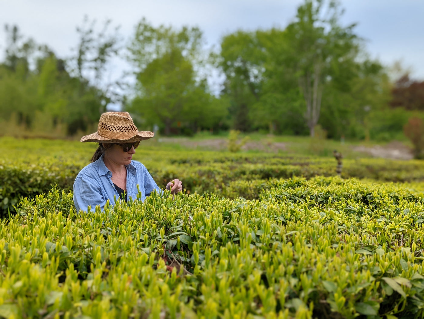 Teamaker Claire Boyer in the middle of a tea field on Minto Island, carefully plucking tea.