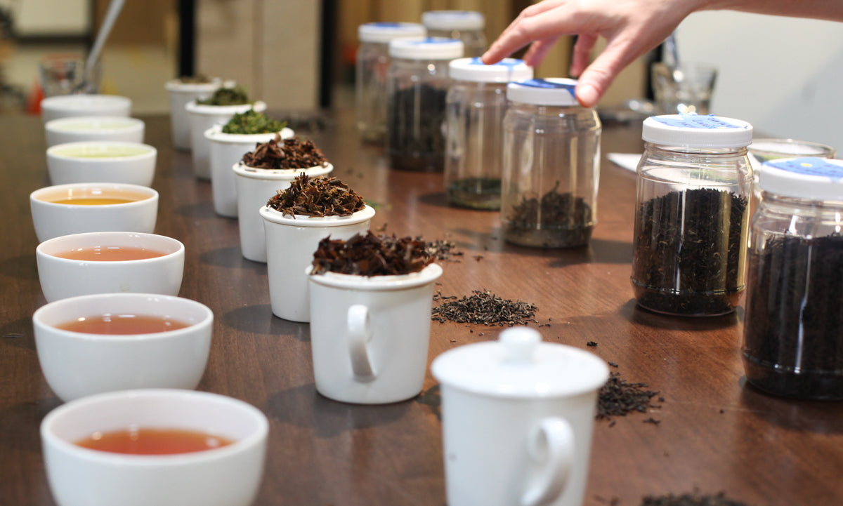 Line tasting of teas in the Smith Teamaker lab with a hand reaching for a sample jar of loose tea in background.