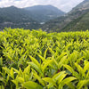 Tea fields with bright green leaves ready to be plucked.