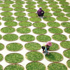 Dozens of circular baskets filled with fresh tea leaves.