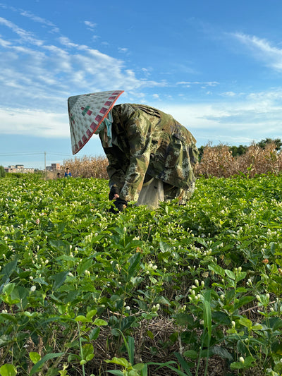 Gardener wearing traditional hat in jasmine field located in China.