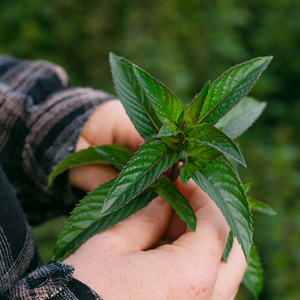 Peppermint Leaves
