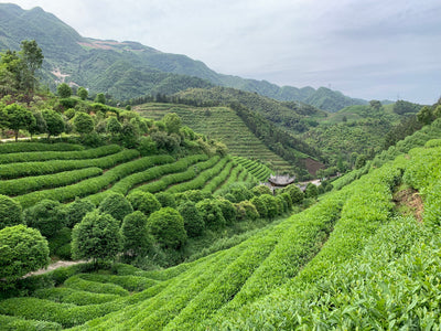Tea fields in Shizouka Prefecture