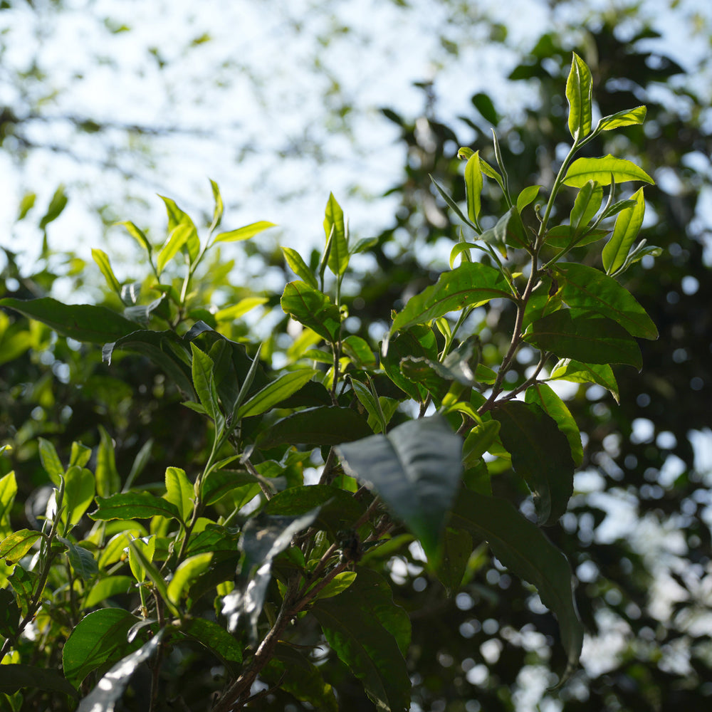 Ai Lao Sheng (Raw) Pu-erh Cake