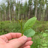 Northwest Alder Leaf