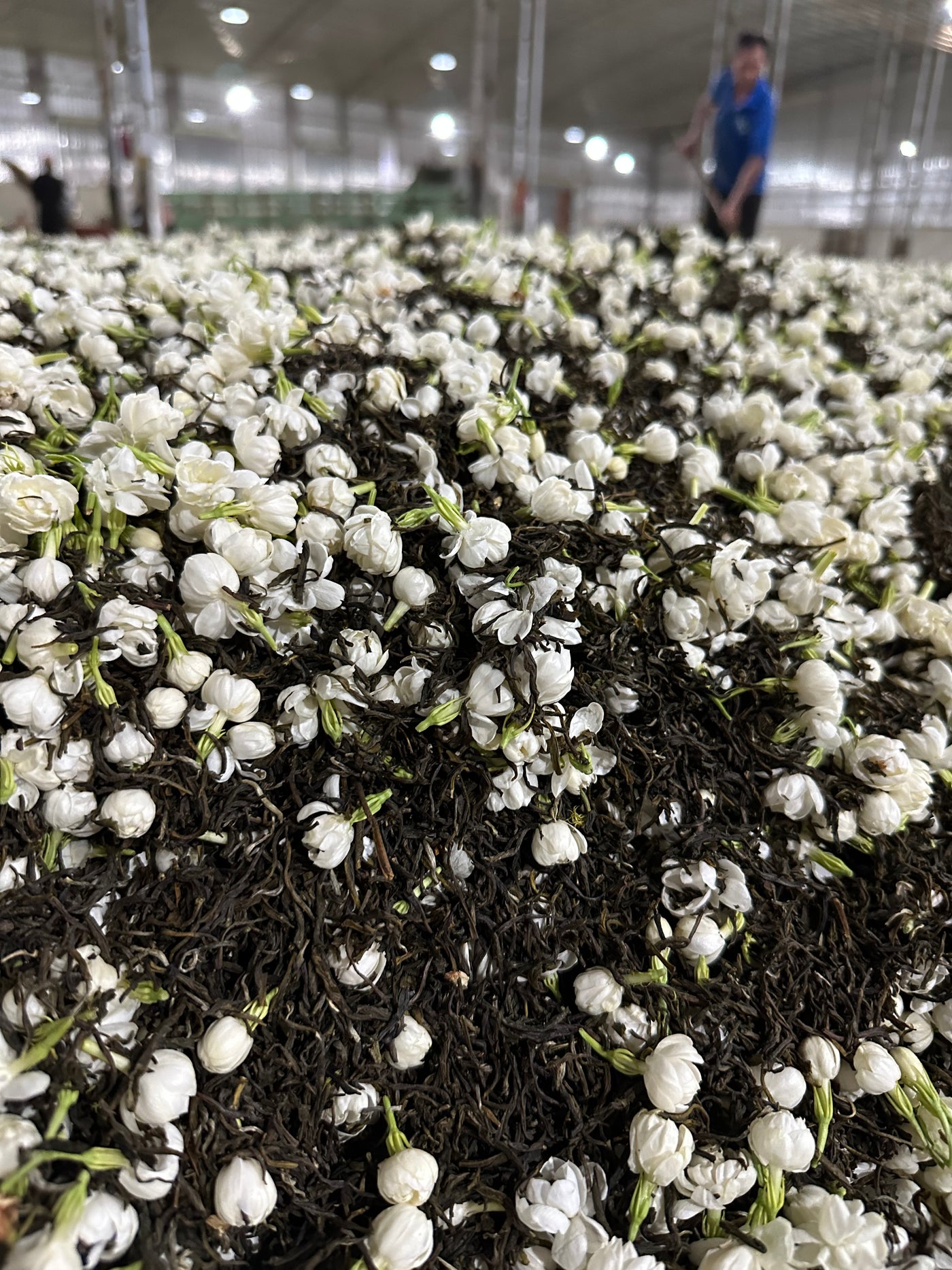 Green tea leaves mixed with unopened white jasmine blossoms.