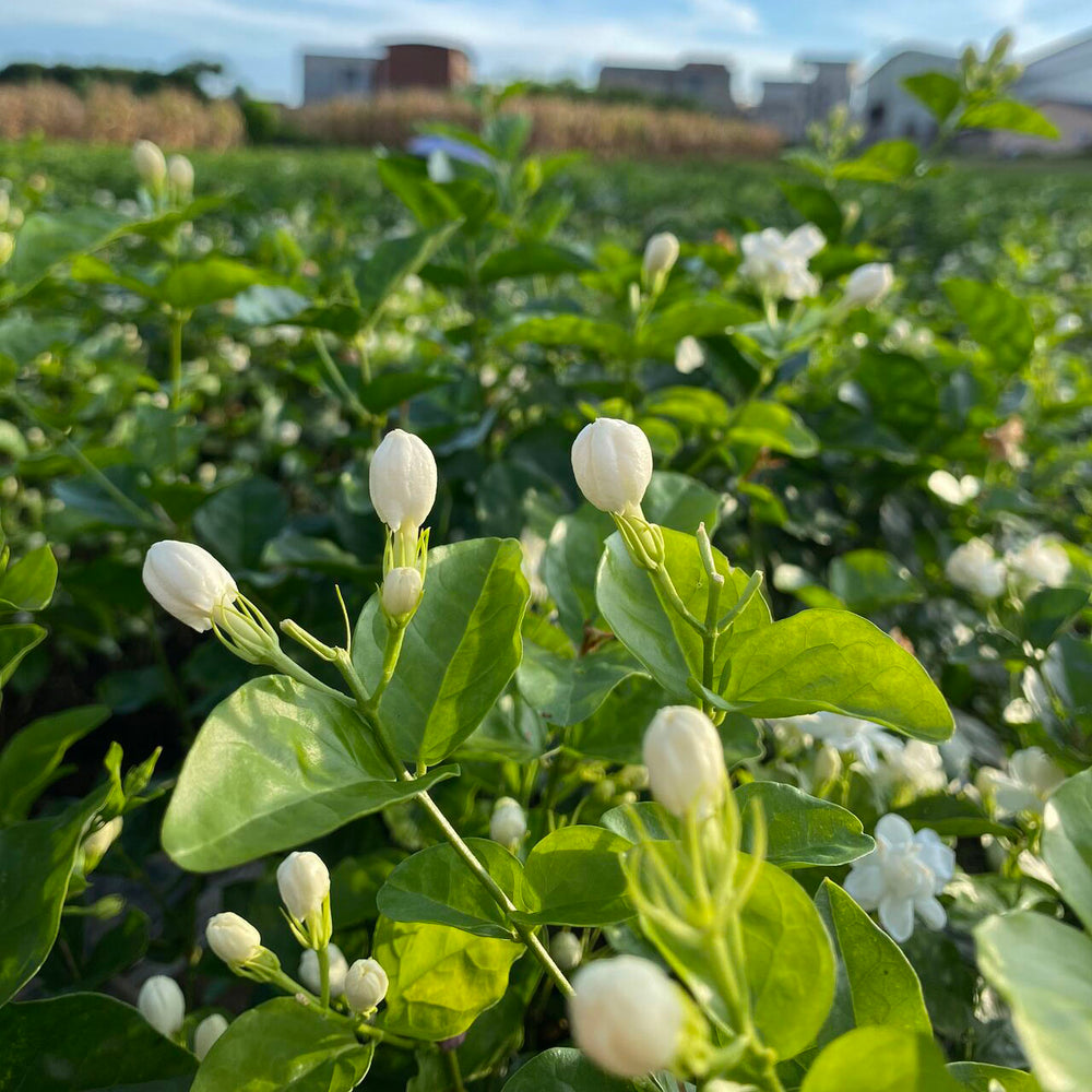 Field of green bushes with white jasmine buds blooming.