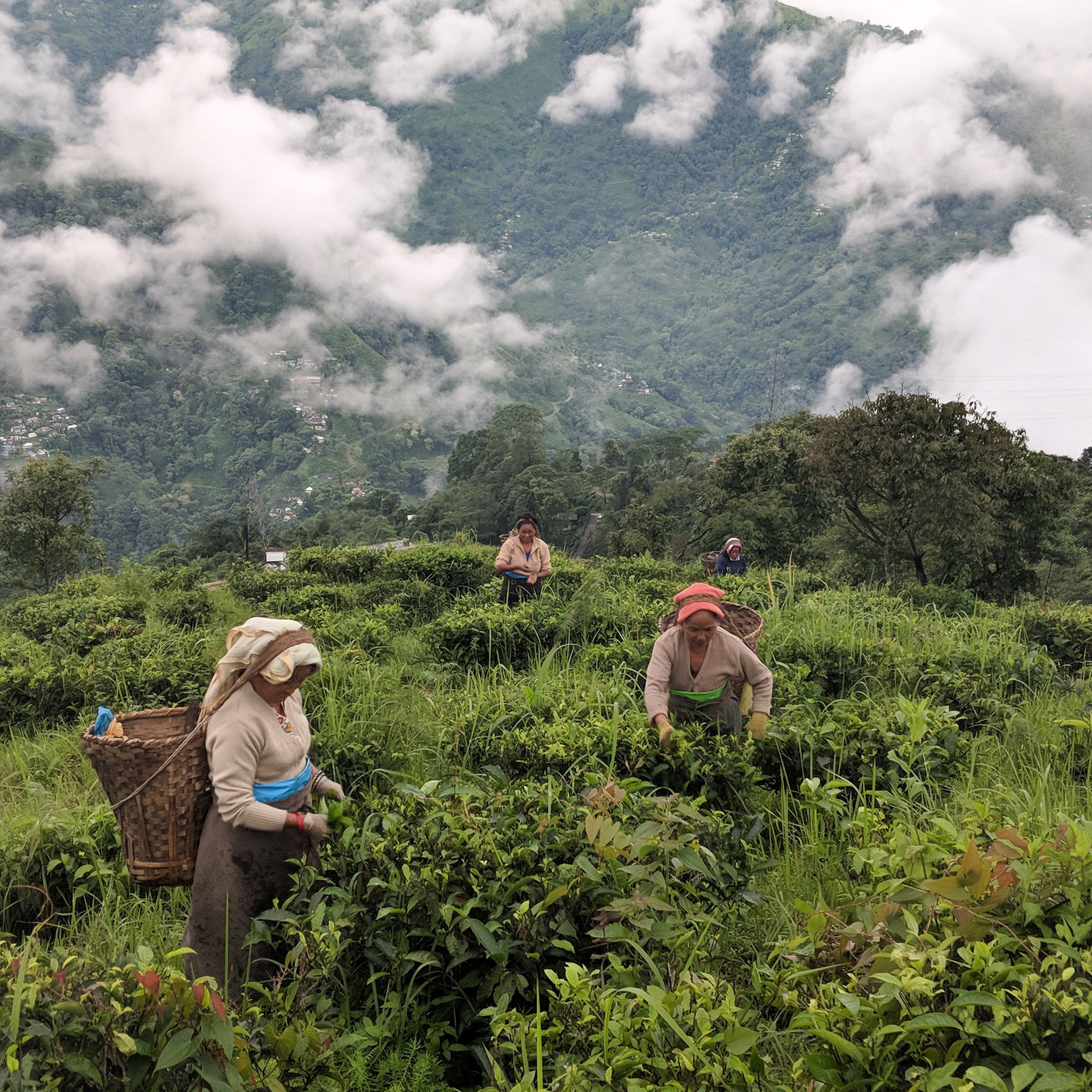 Smith Tea - 1st Flush Darjeeling, Single Origin Black Tea - Loose