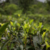 2nd Flush Darjeeling