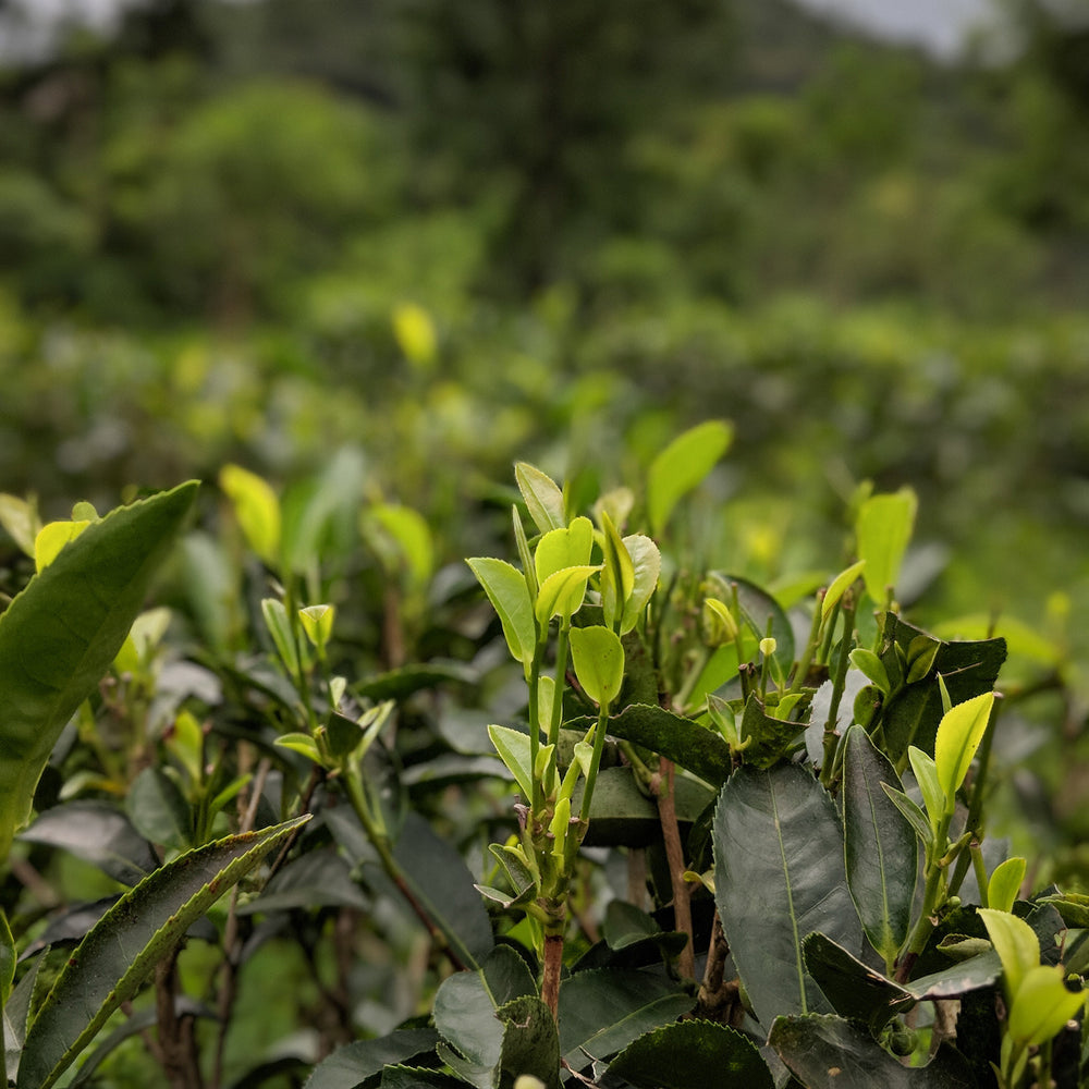 2nd Flush Darjeeling