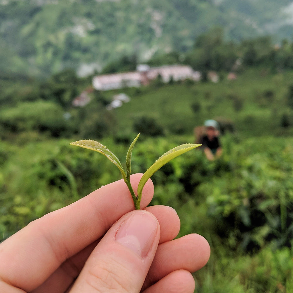 2nd Flush Darjeeling