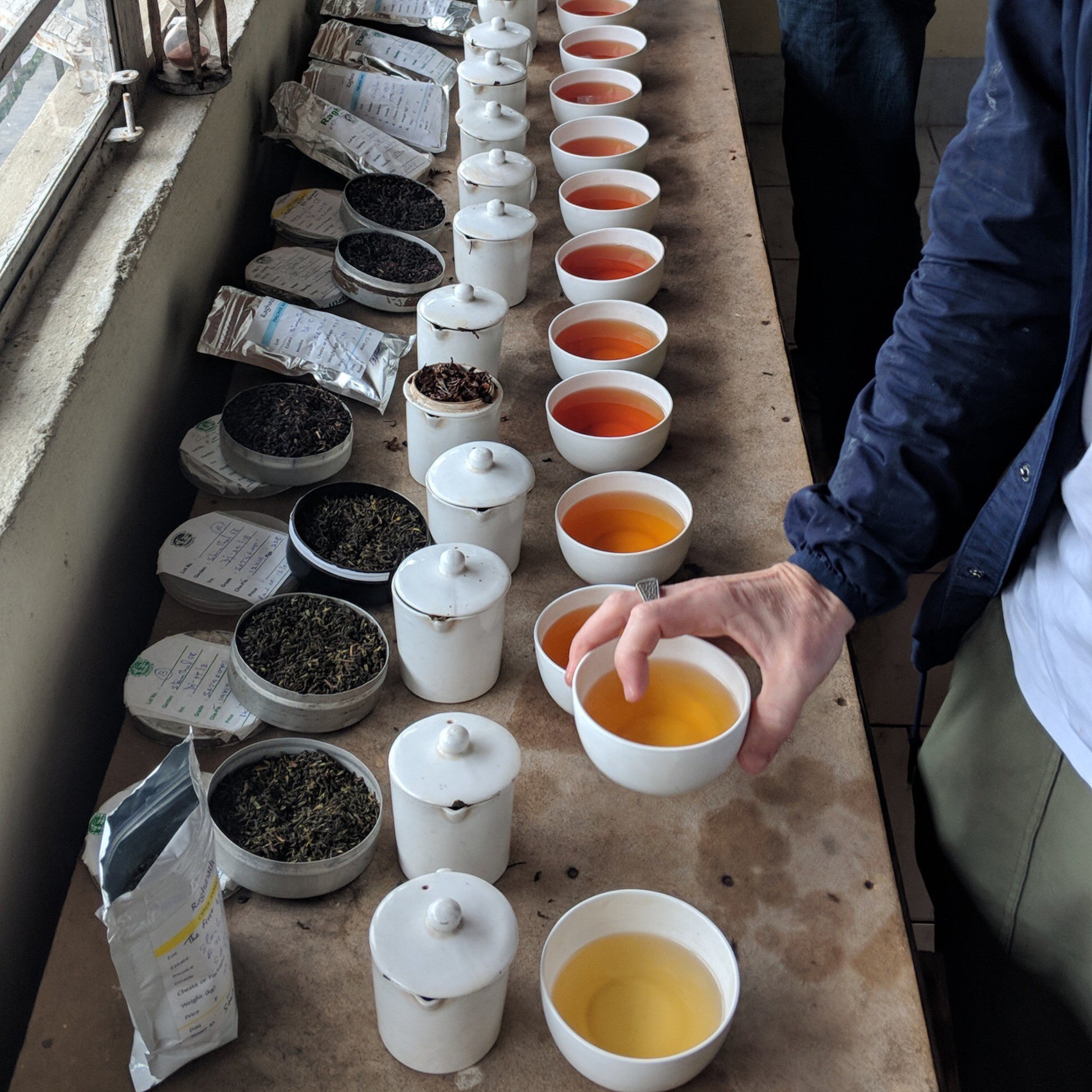 Hand grabbing a cup full of tea during a line tasting in Darjeeling, India.
