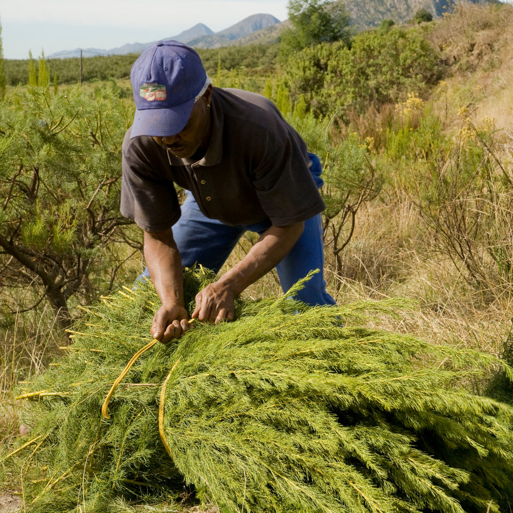 Farmer tying together a bundle of freshly harested rooibos.